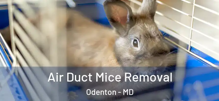 Air Duct Mice Removal Odenton - MD