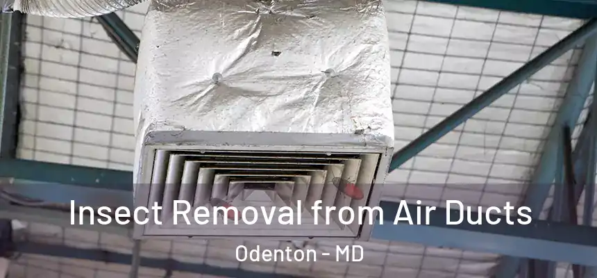 Insect Removal from Air Ducts Odenton - MD