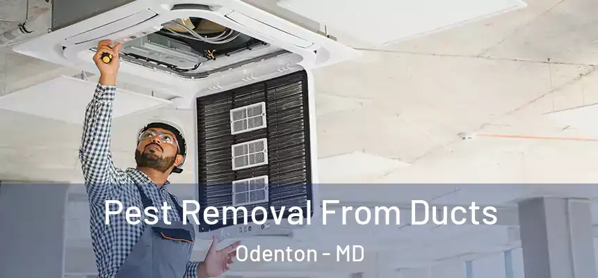 Pest Removal From Ducts Odenton - MD